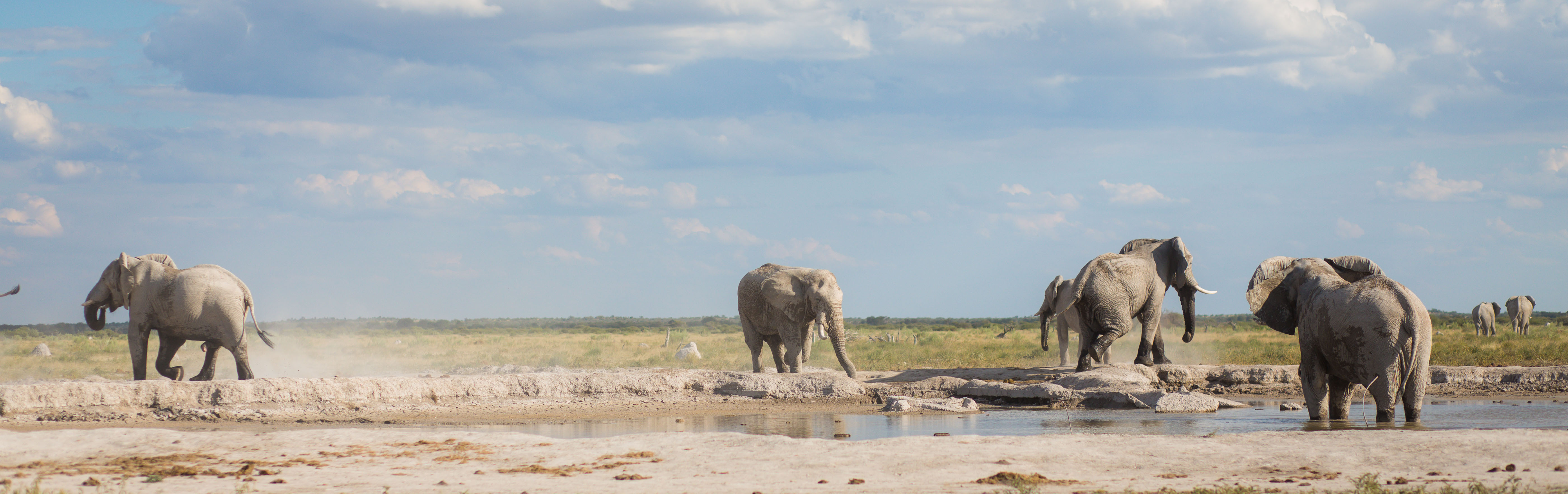Pans and elephants
