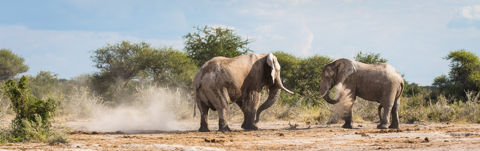 Elephants Nxai Pan