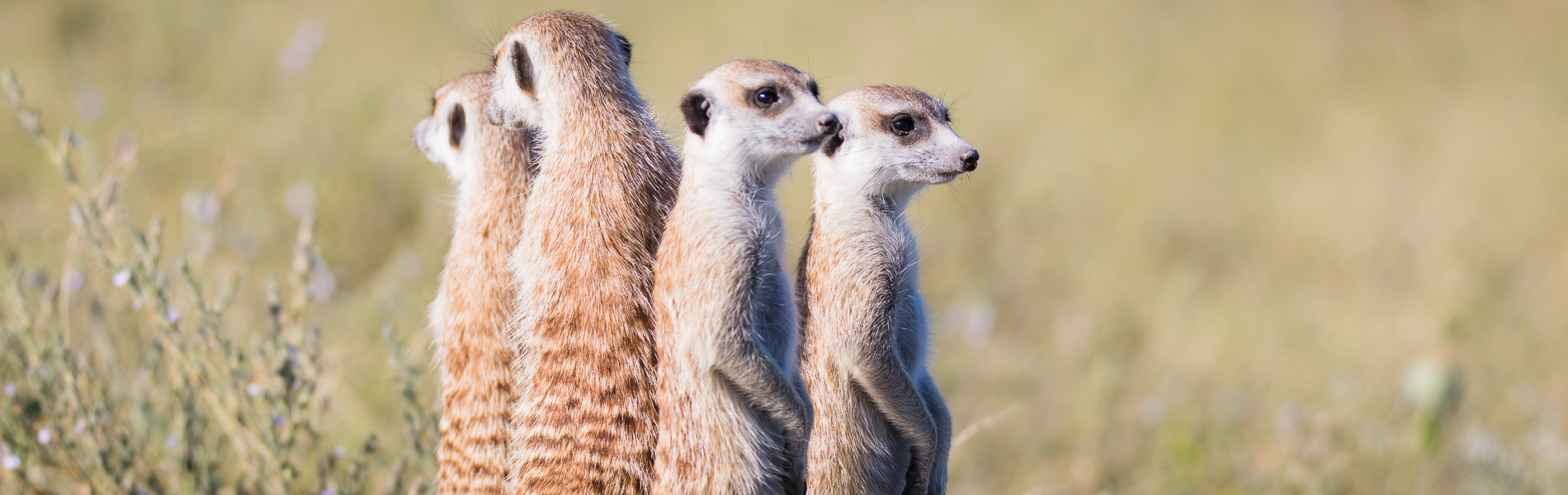 The meerkats