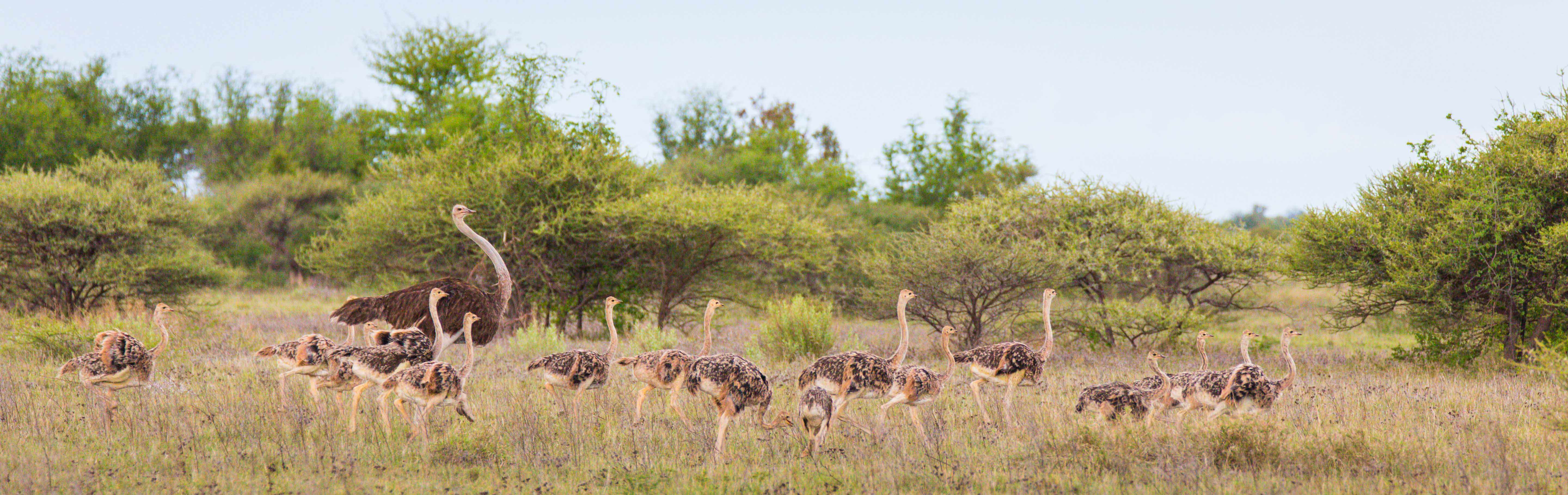 Game drives