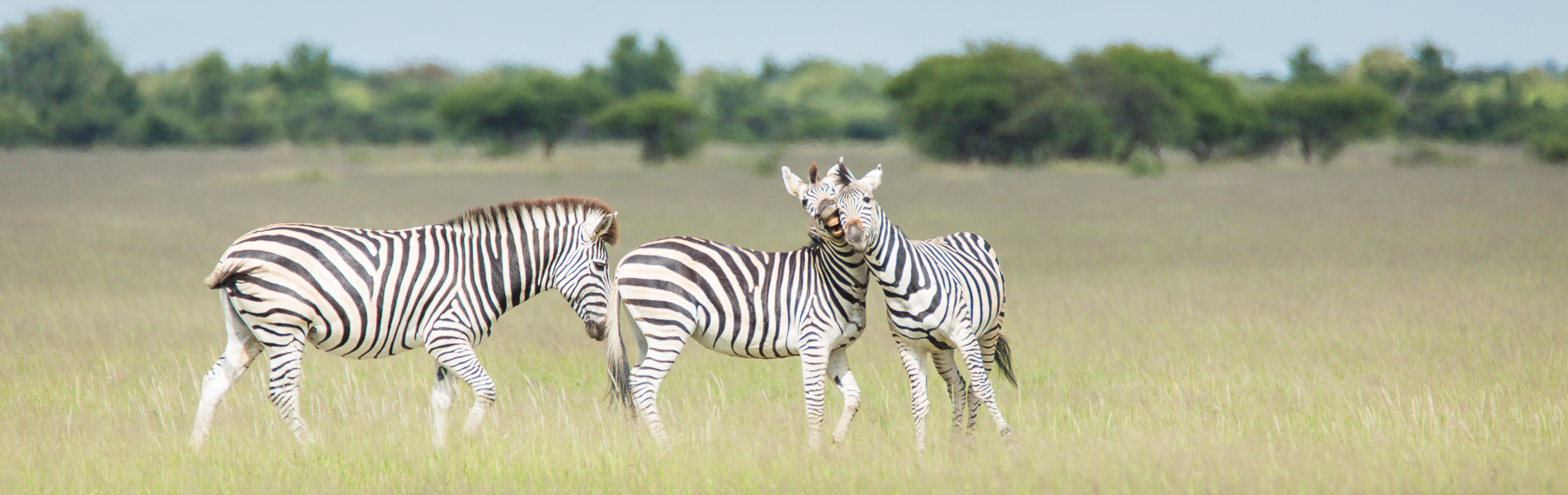 Zebras Nxai Pan