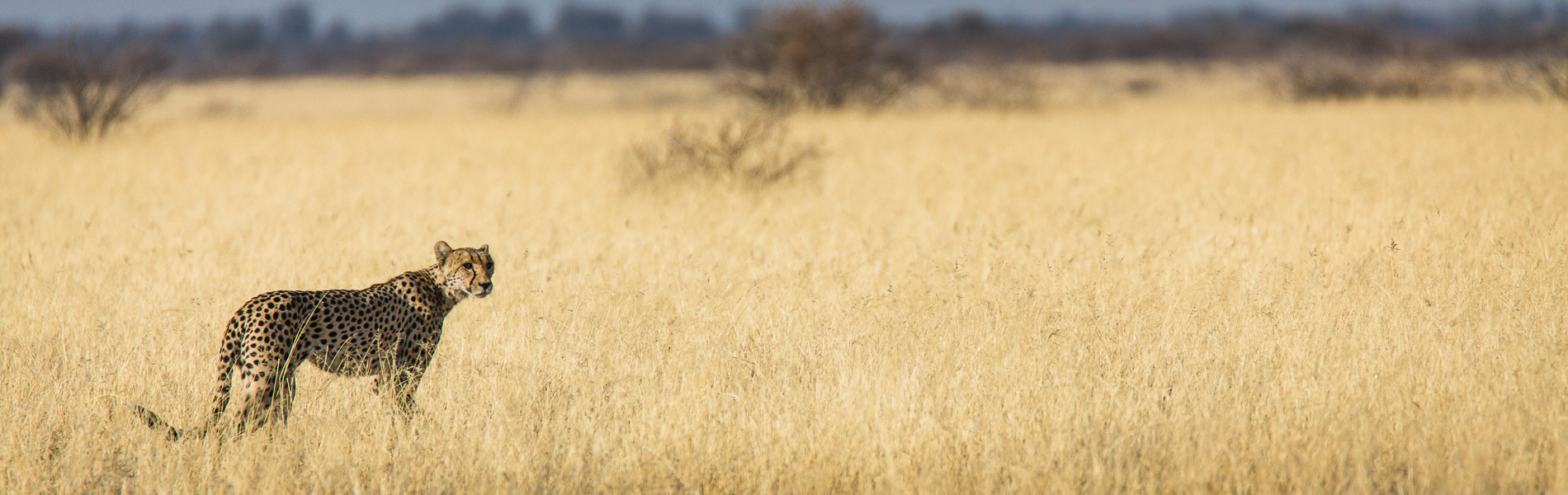 Cheetah